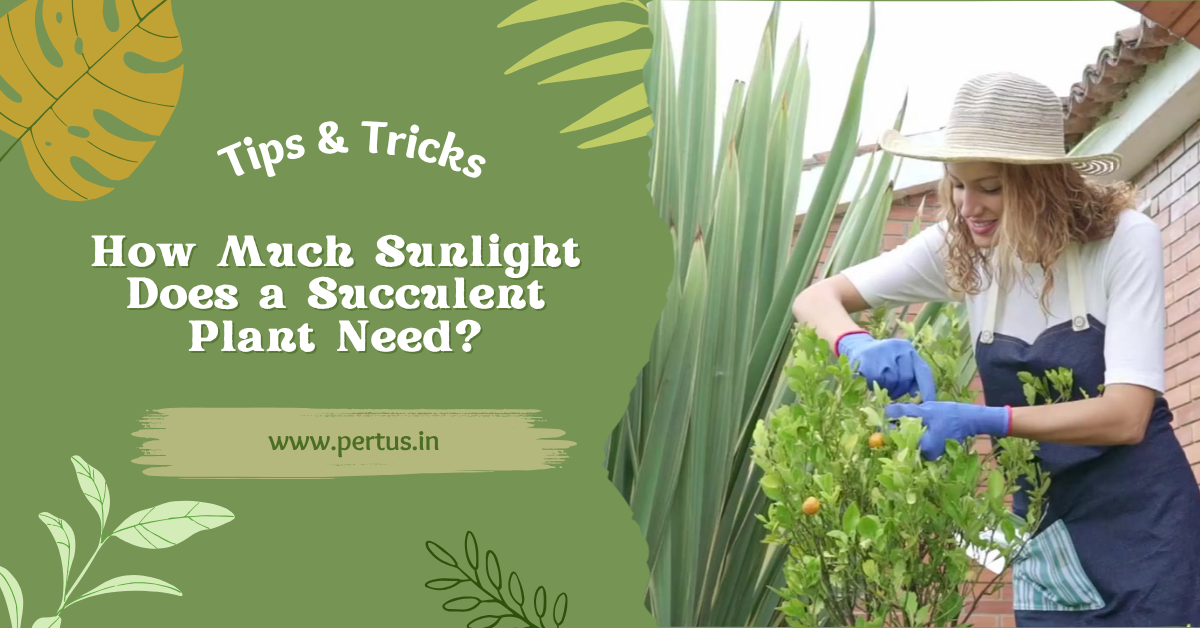 How Much Sunlight Does a Succulent Plant Need?