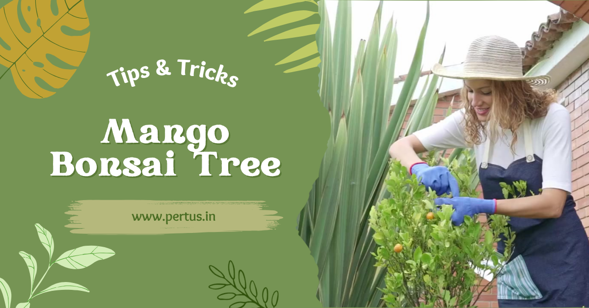 Mango Bonsai Tree Care