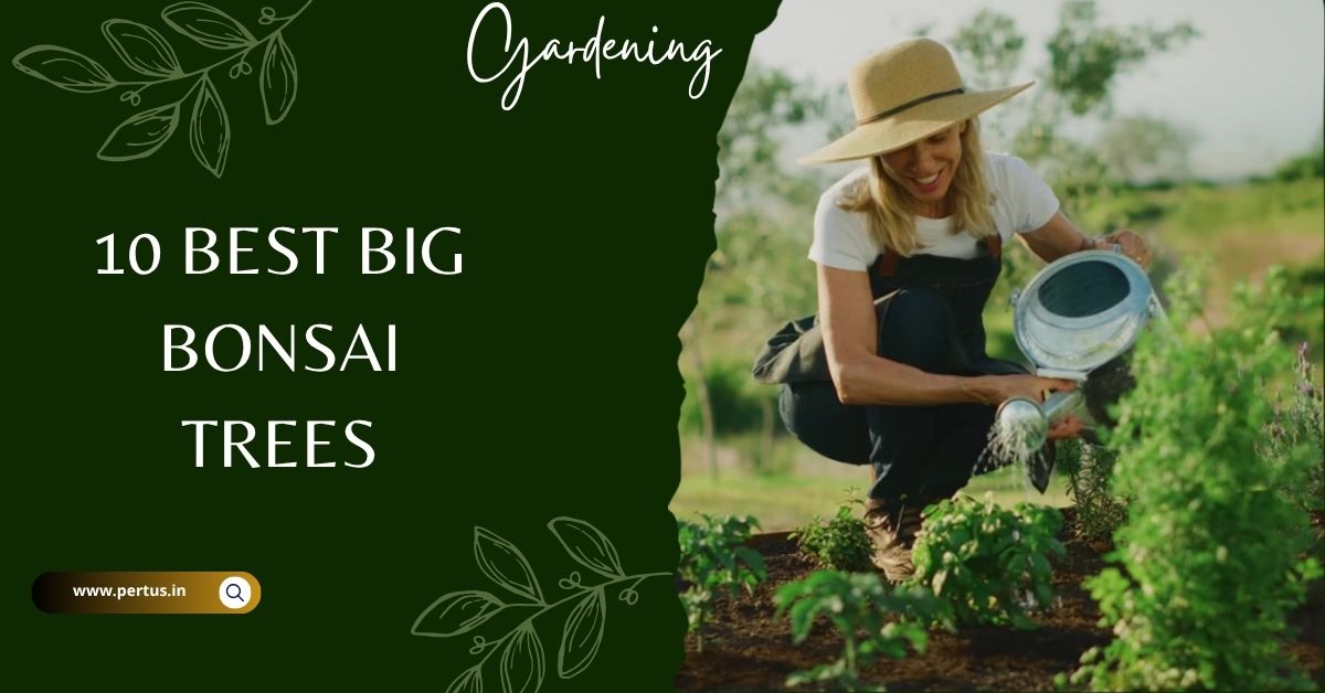 Best Big Bonsai Trees