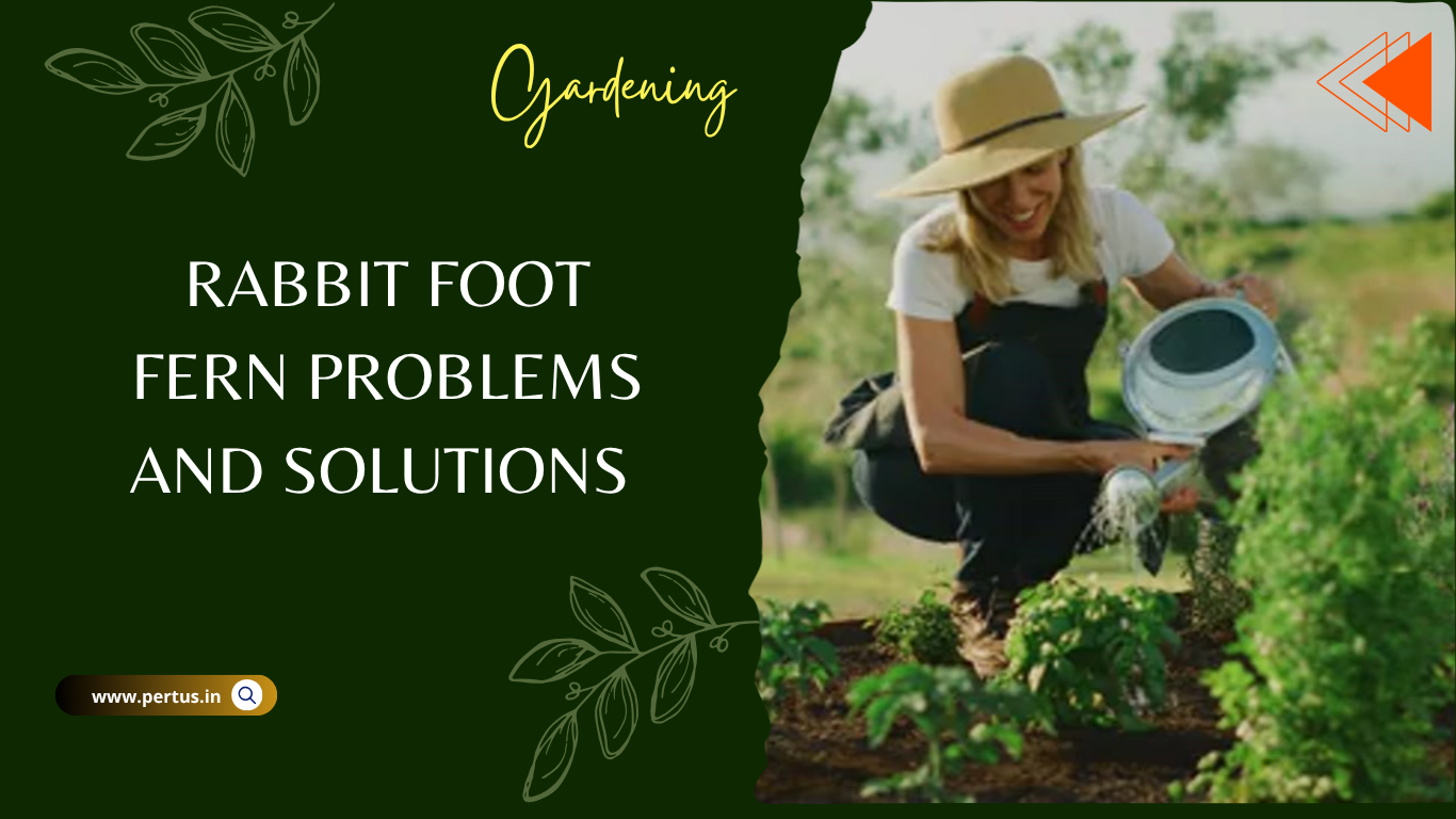 Rabbit foot fern Problems and solutions