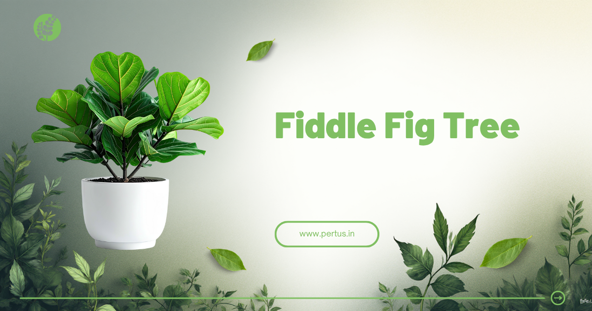 How to take Proper care of a Fiddle fig tree
