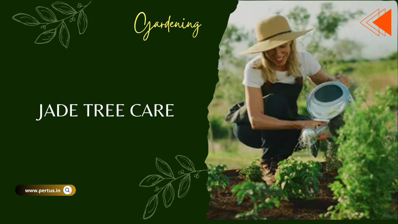 Jade Tree Care
