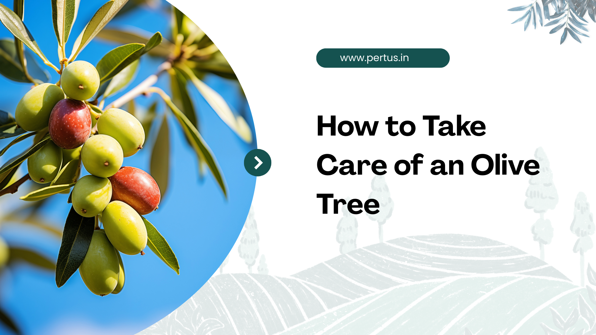 How to Take Care of an Olive Tree