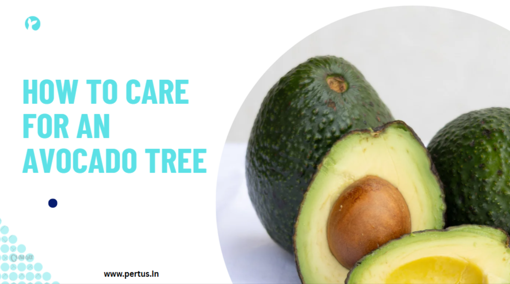 how to take care of an avocado tree